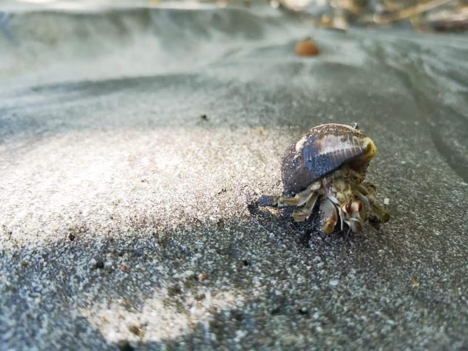 Villas Guanacaste 波特雷罗 外观 照片